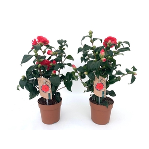 Camellia japonica Mary Williams 10-15 knop
