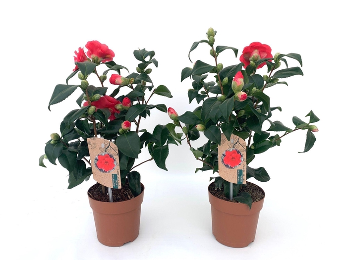<h4>Camellia japonica Mary Williams 10-15 knop</h4>