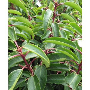 Prunus lusitanica