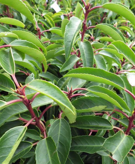 <h4>Prunus lusitanica</h4>
