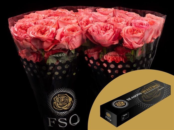 <h4>R GR Candy X-pression Box</h4>