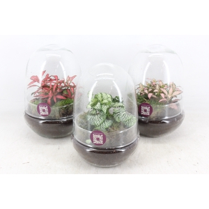 arr3 WR - Terrarium Oeuf small