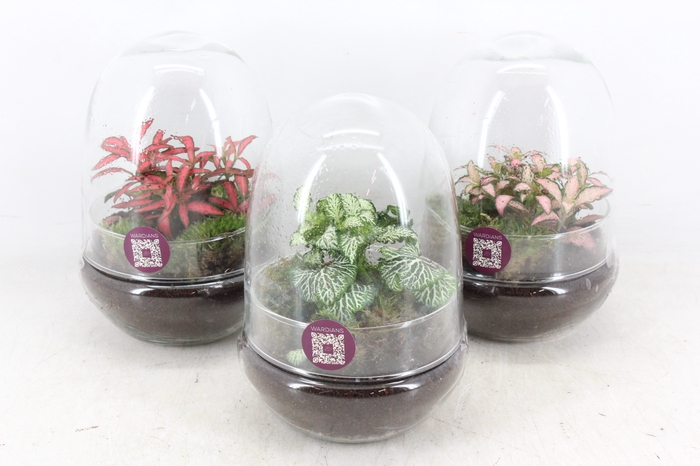 <h4>arr3 WR - Terrarium Oeuf small</h4>