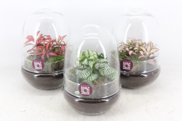 <h4>arr3 WR - Terrarium Oeuf small</h4>