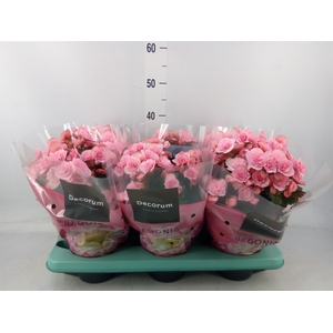 Begonia elat. DU 'Move2Joy Pink'