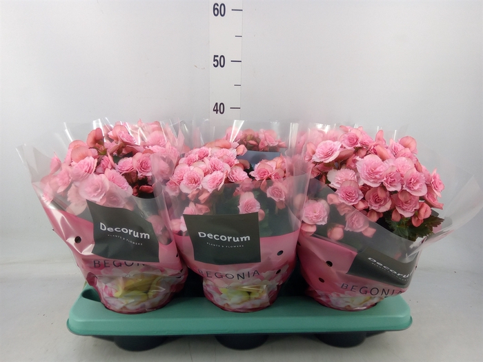 <h4>Begonia elat. DU 'Move2Joy Pink'</h4>