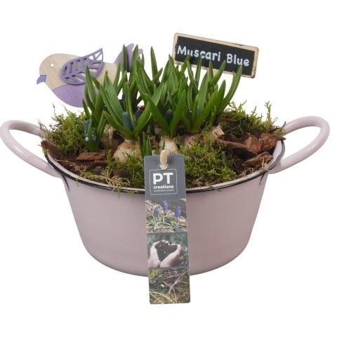 <h4>PTMB6121 Arrangement Muscari Blue in zink schaal</h4>