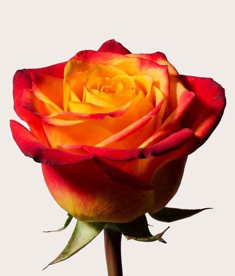 <h4>R GR ATOMIC</h4>