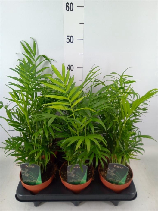 <h4>Chamaedorea elegans</h4>