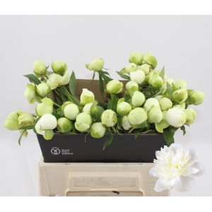 PAEO L DUCHES D NEMO