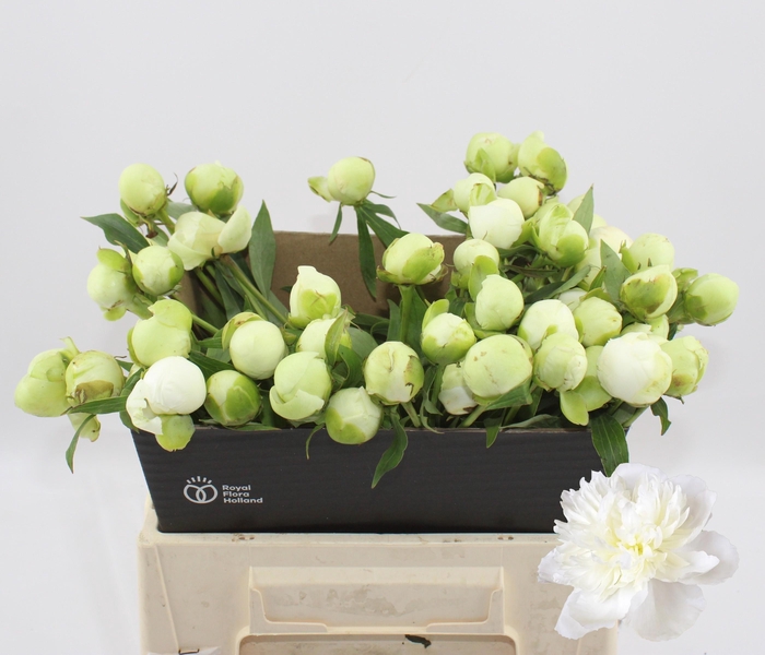 <h4>PAEO L DUCHES D NEMO</h4>