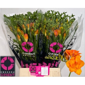 Freesia du Clementine