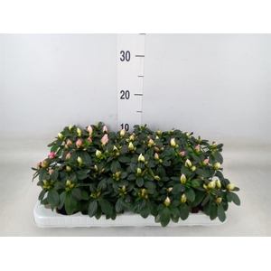 Rhododendron sim.   ...mix