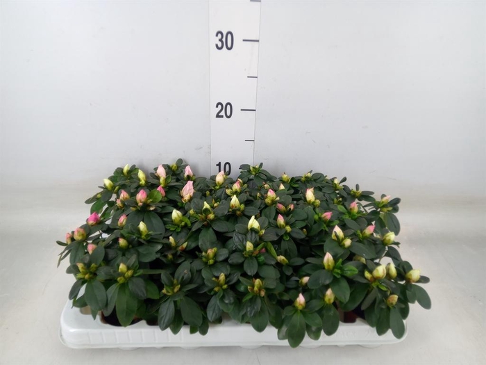 <h4>Rhododendron sim. ...mix</h4>