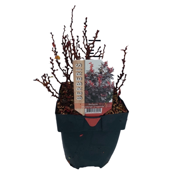 <h4>Berberis thunbergii 'Concorde'</h4>