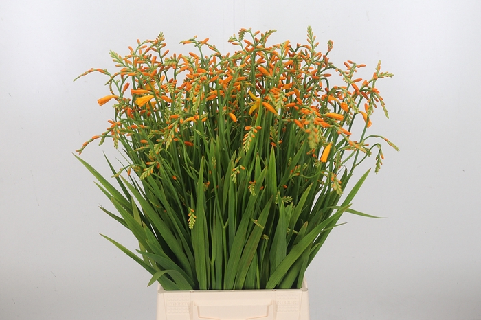 <h4>Crocosmia Grbl George Davis Oranje</h4>