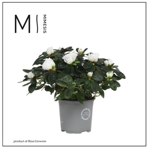 Mimesis Azalea - 13cm Wit