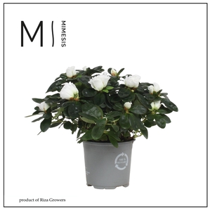 Mimesis Azalea - 13cm Wit