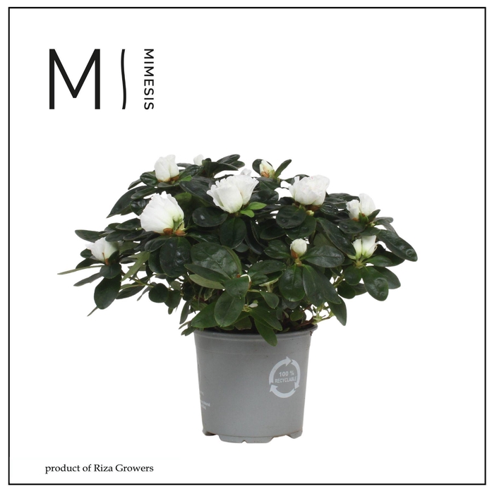 <h4>Mimesis Azalea - 13cm Wit</h4>