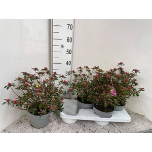 Rhododendron Japanse Azalea Silvester 17Ø 40cm