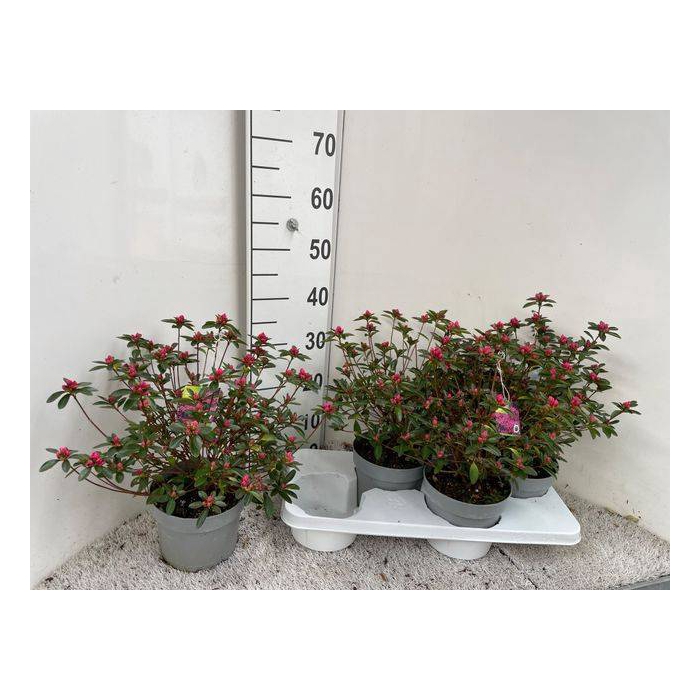 <h4>Rhododendron Japanse Azalea Silvester 17Ø 40cm</h4>