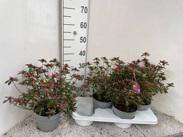 Rhododendron Japanse Azalea Silvester 17Ø 40cm