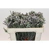 Kaaps Groen Silver Brunia
