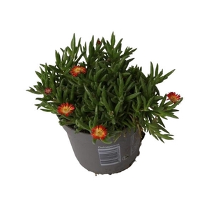 Delosperma Lido 'Orange with Eye'