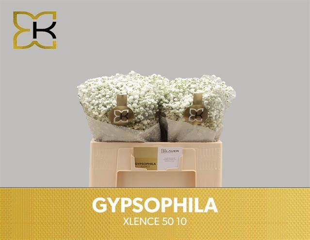 <h4>GYPS PA XLENCE</h4>
