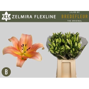 LI OT ZELMIRA