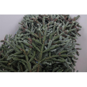 Abies Nob Blauw Kilo