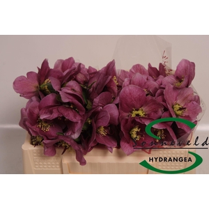 HELLEB AARENDELLE BELLA PINK