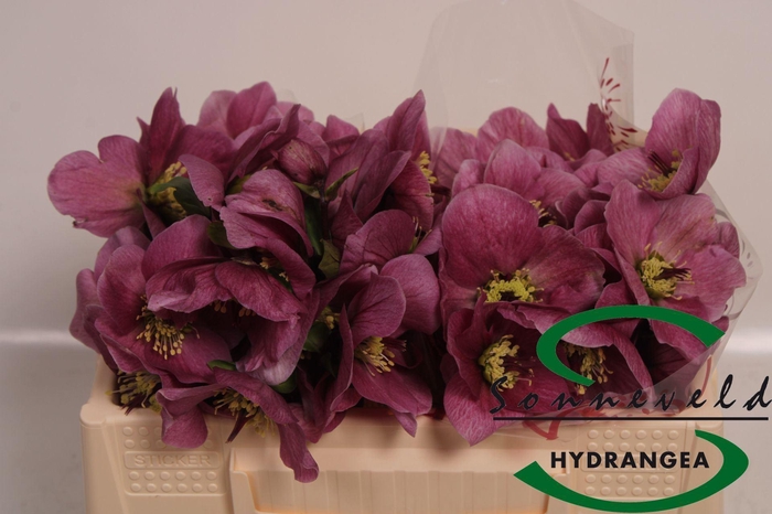 <h4>HELLEB AARENDELLE BELLA PINK</h4>