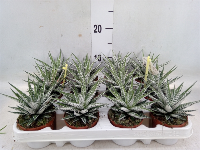 <h4>Haworthia fasciala 'Alba'</h4>