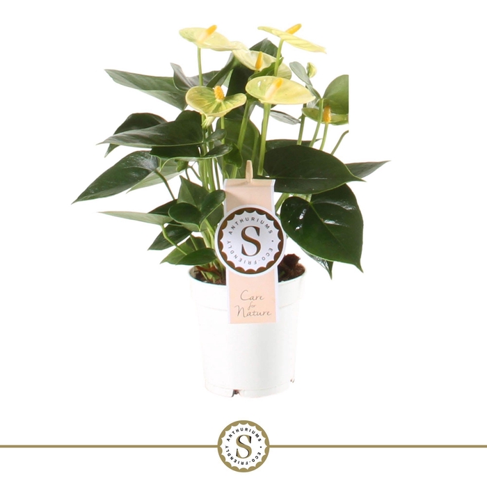 <h4>Yellow Champion 9cm</h4>