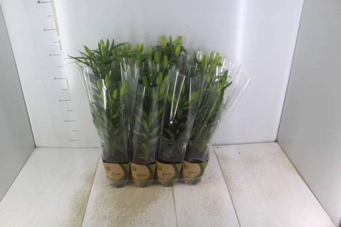 <h4>LIRIO VARIADO P12 QUADRADO</h4>