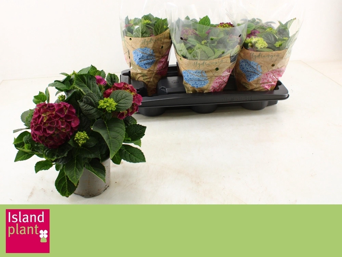 <h4>HYDR M NINGBO</h4>