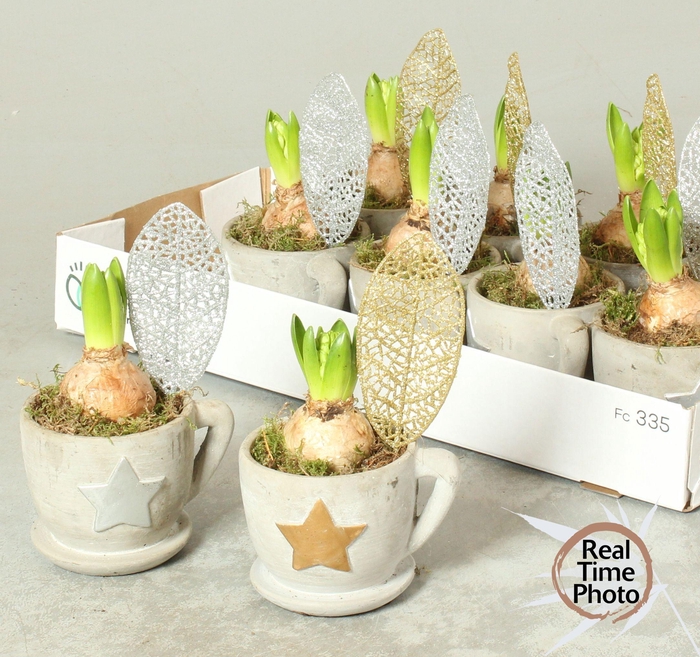 <h4>ARR HYACINTH</h4>