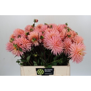 Dahlia Preference