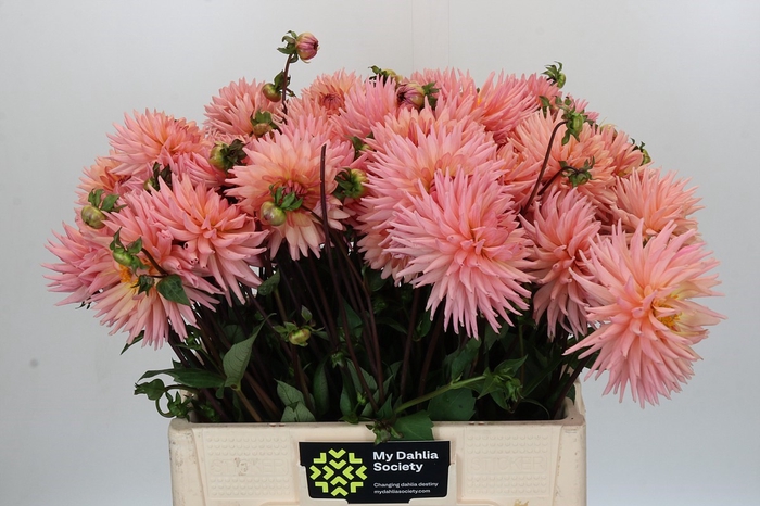 Dahlia Preference