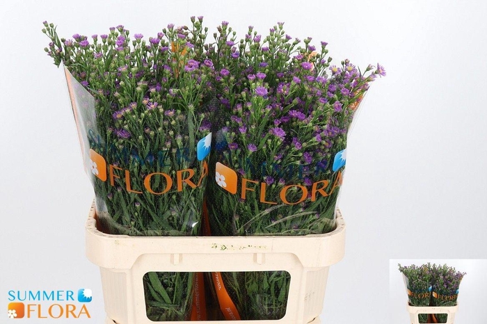 <h4>AST CASAROSA</h4>