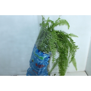 SAMAMBAIA PAULISTINHA METRO C21