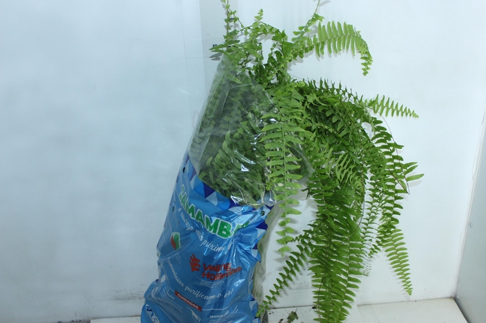 <h4>SAMAMBAIA PAULISTINHA METRO C21</h4>