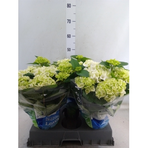 Hydrangea mac. 'Wudu'