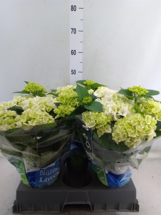 <h4>Hydrangea mac. 'Wudu'</h4>