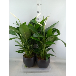 Arr.  Spathiphyllum  L%