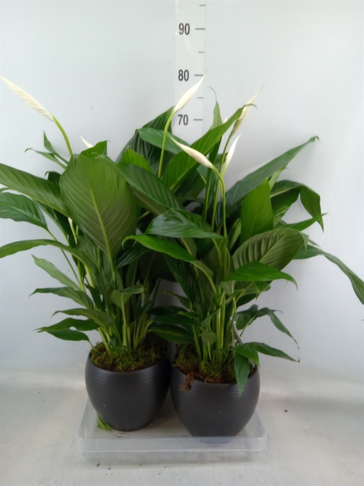 <h4>Arr.  Spathiphyllum  L%</h4>