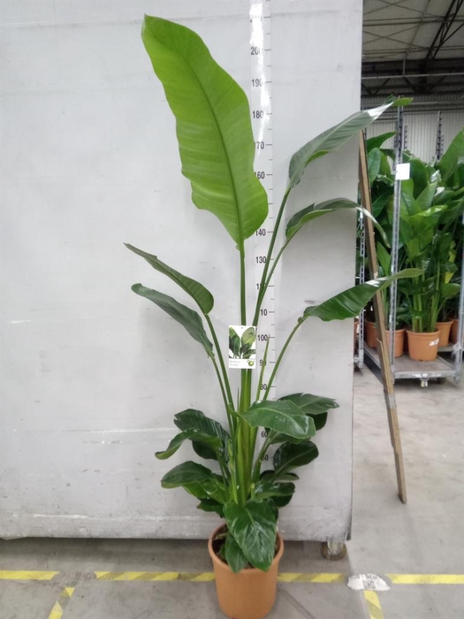 <h4>Strelitzia nicolai</h4>