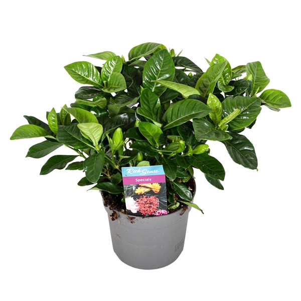 <h4>Gardenia Jasminoides 13cm</h4>