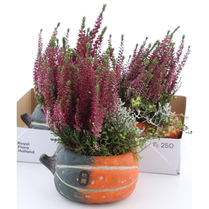 ARR TUINPLANTEN